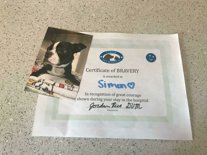 The Vet Gave My Boy Simon A Certificate Of Bravery After His Neutering Surgery Today