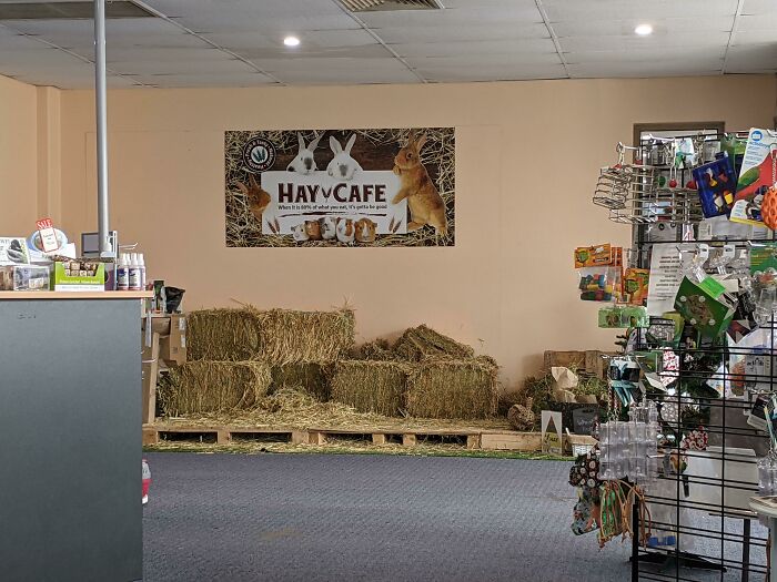The Vet We Went To Today Has A Hay Cafe For All The Bunnies To Snack On If They Wish
