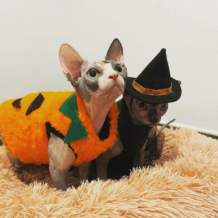 I Made Costumes For These Meowdels. Happy Halloween