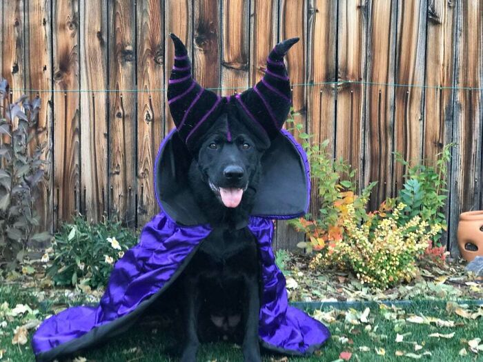 What A Maleficent Dog