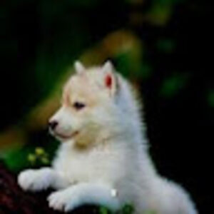 michellecastellanos_1 avatar