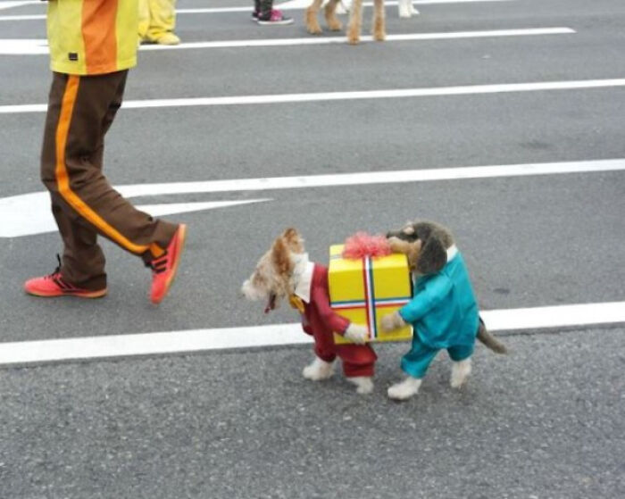 Dog Present Costume