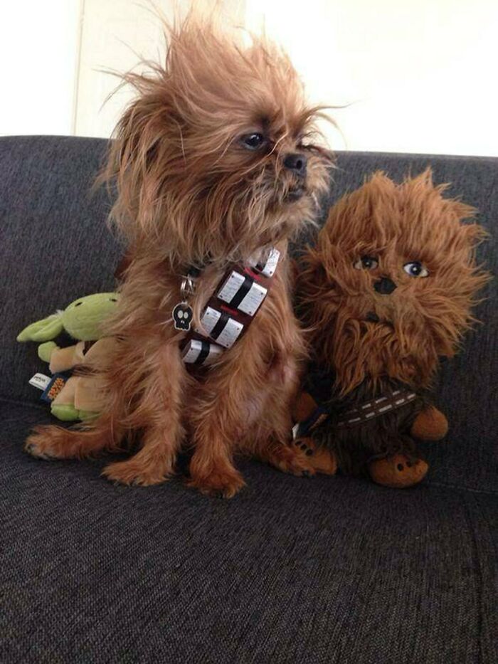 This Dog Is Chewbacca