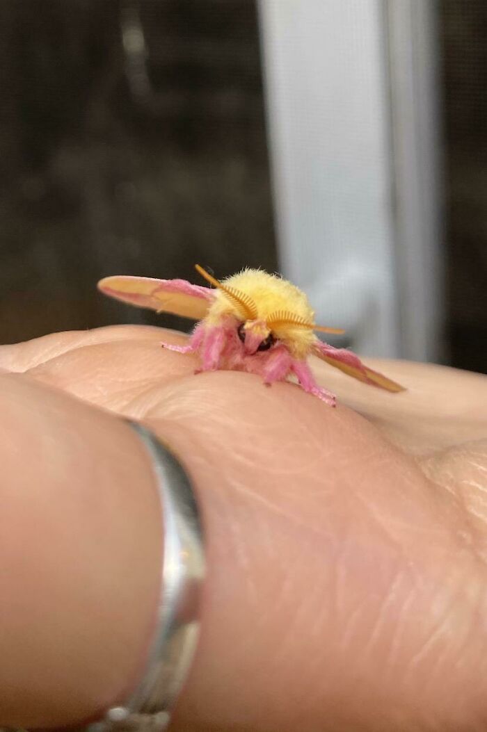My BF’s House Is Full Of Little Rosy Maple Moths