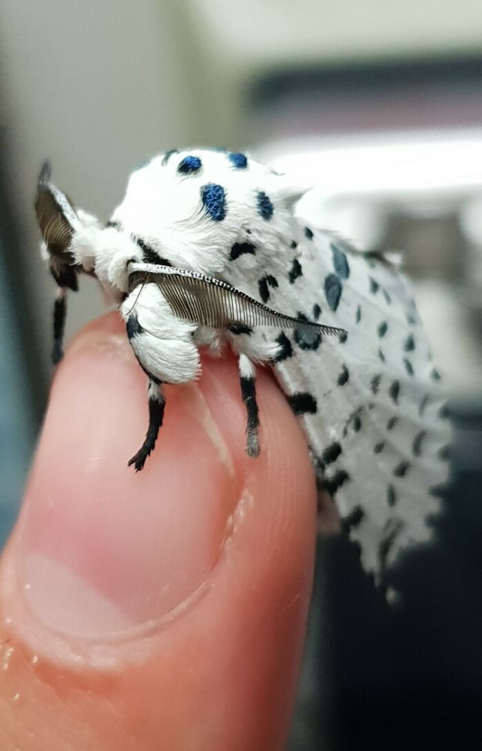 Dalmatian Moth