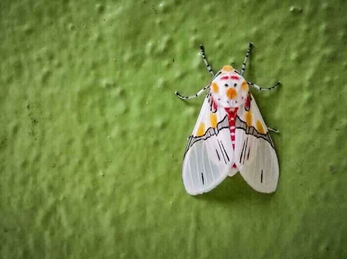 The Pattern On This Moth, Looks Like A Snowman