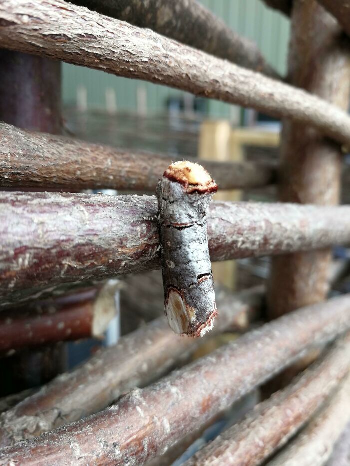This Buff-Tip Moth Disguised As Birch Wood
