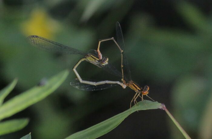 Here's A Photo I Took Of Some Mating Damselflies, Their Bums Briefly Make A Heart Shape