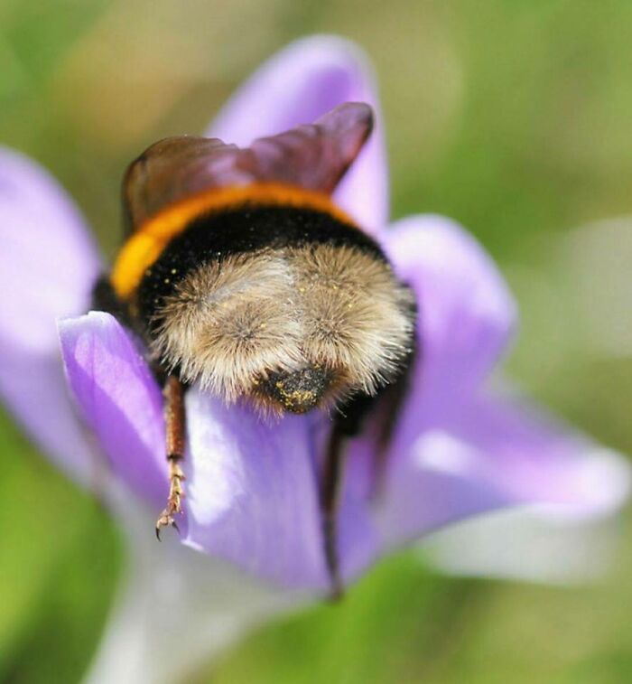 Bumblebee Enjoying The Flower