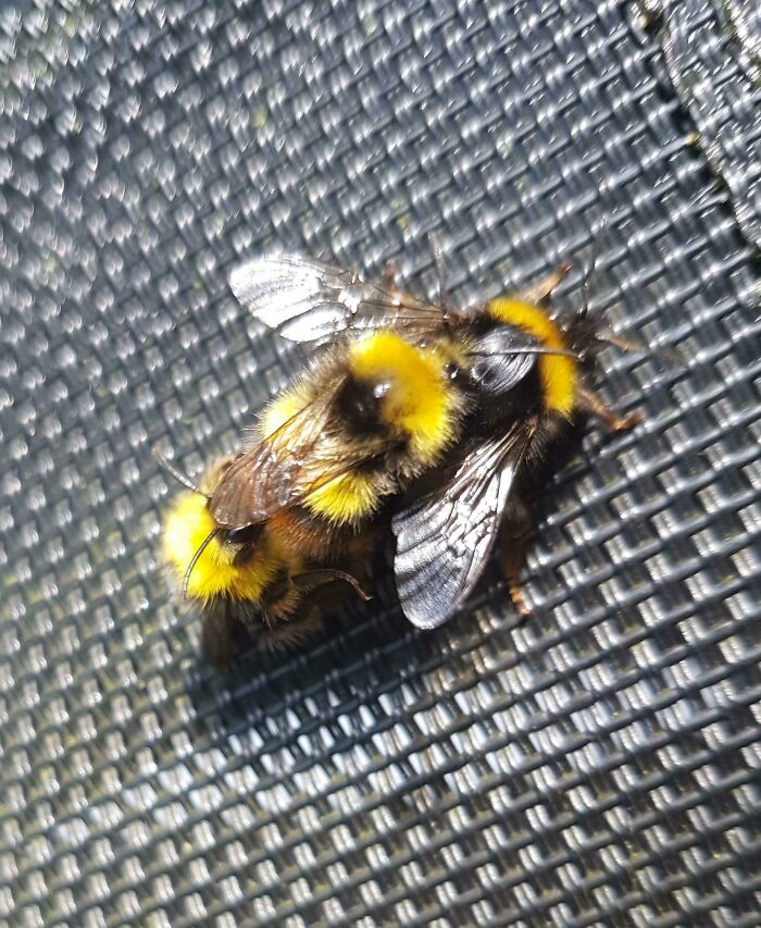 This Bumblebee Carried Youngster On His Back