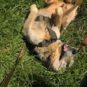 chantry_hammond avatar