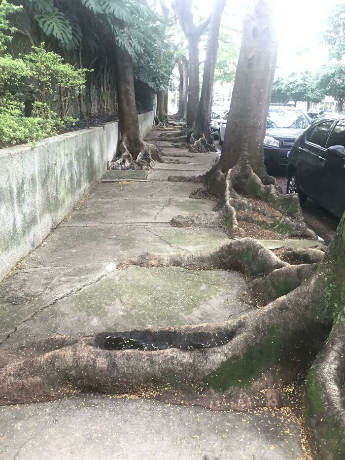 Las raíces que crecieron en exceso arruinaron por completo esta acera de São Paulo, Brasil
