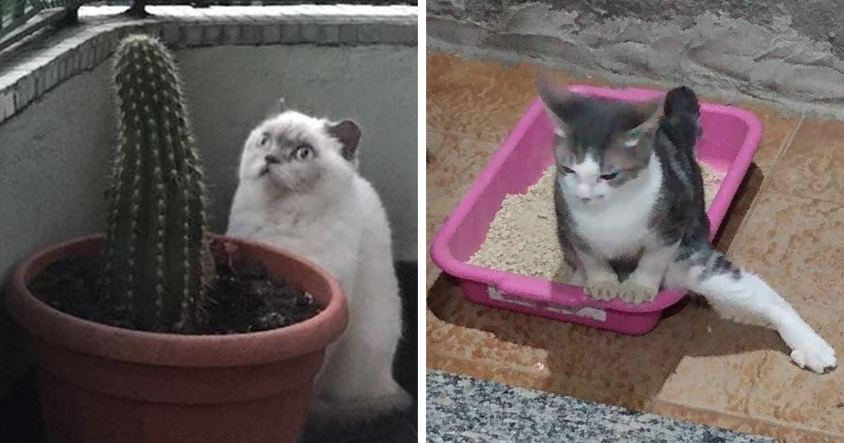 Bandana Kitty 😼  Cat pics, Cat icon, Baby cats