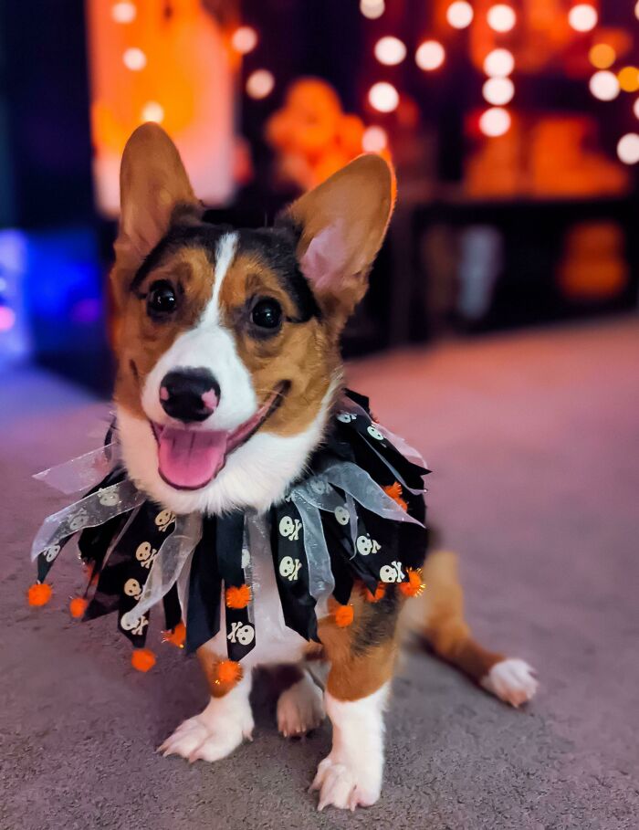 Stella Is Wishing Everyone A Happy Halloween