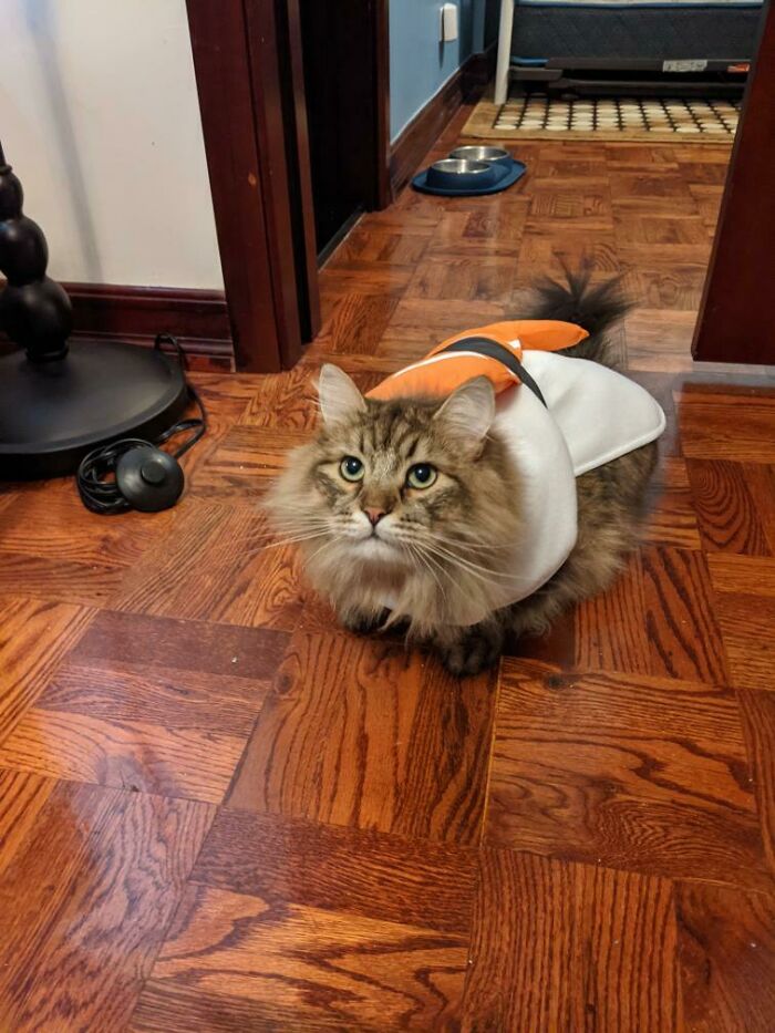 First Time Putting Max In A Halloween Costume! My Lil Sushi Roll