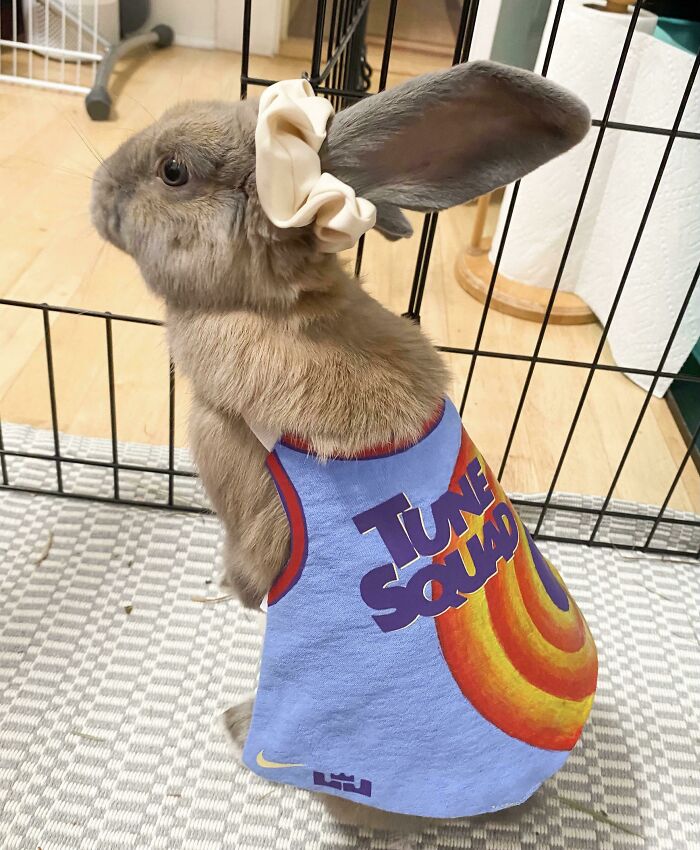 Lola Bunny Costume