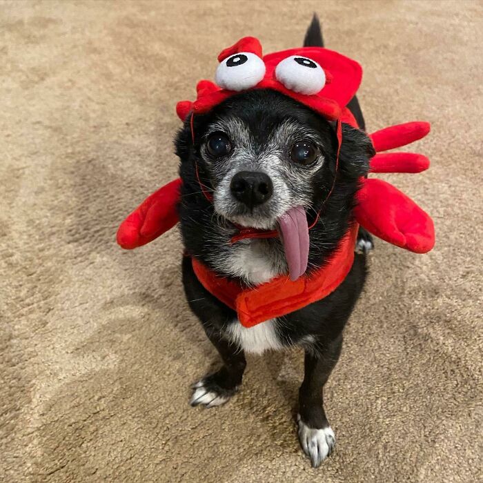 Hanging Out In A Saturday On His Lobster Costume