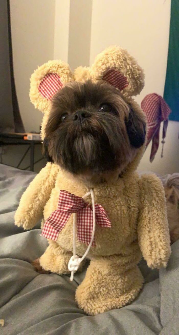 Early Halloween Costume For Teddy