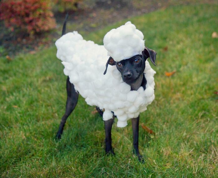 Aquí está mi cachorrita disfrazada de la oveja Shaun para Halloween