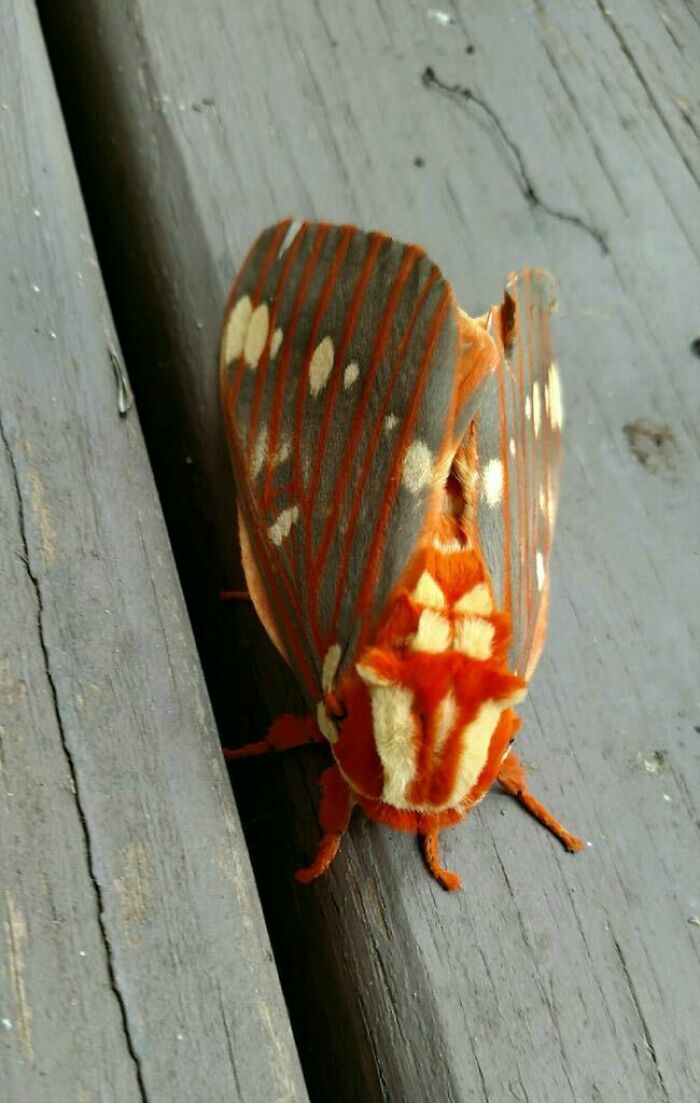 My Mom Snapped A Picture Of This Bug. Never Seen Anything Like It