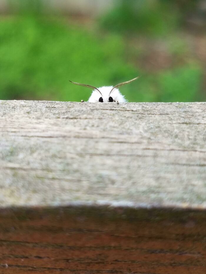 Little Moth Says "Yo"
