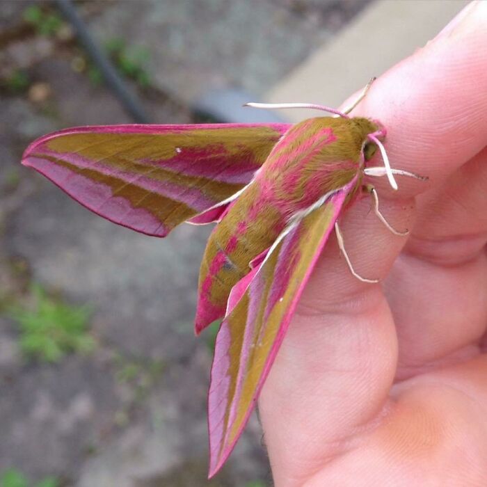 Elephant Hawk Moth. Was Cutting Down Some Hedges And Found This Guy In His Chrysalis