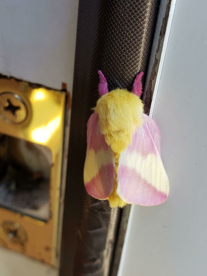 This Adorable Moth That's Chilling On My House