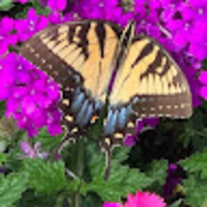 heidibezuidenhout avatar