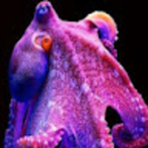octopurple avatar