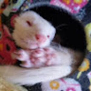 nicolecutfield avatar