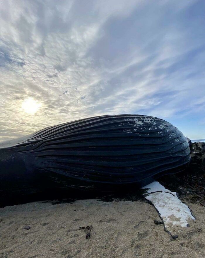 Iceland Very Often Gets Beached Whales, This Is One That Is Laying On The Beach At The Moment