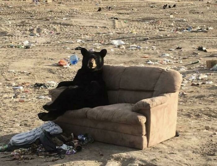 Bear Was Relaxing On Thrown Away Chair In A Very Human Position. He Had One Leg Casually Crossed Over The Other And Was Resting One Arm On The Armrest
