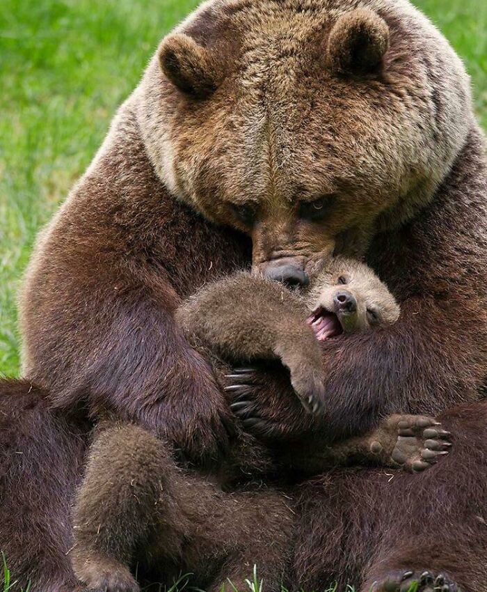 A Massive Brown Bear With Her Cub