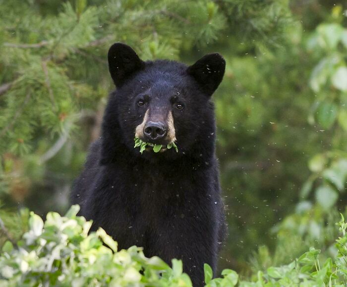 Black Bears Are Very Good At Getting To Food Left By Humans