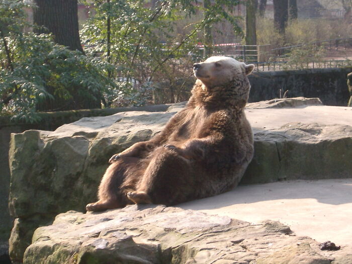Brown Bear Chillin' At Berlin Zoo
