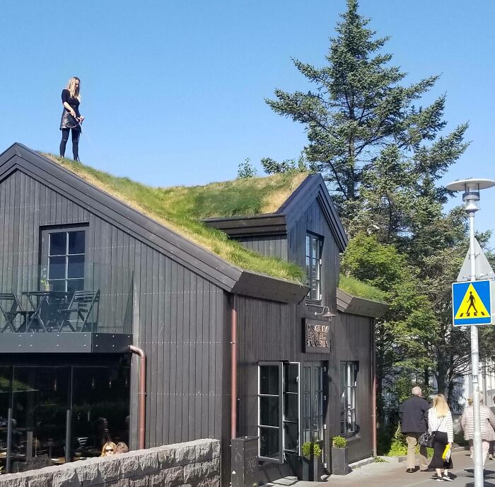 Una joven islandesa regando el techo de un restaurante localizado en el centro de Reikiavik