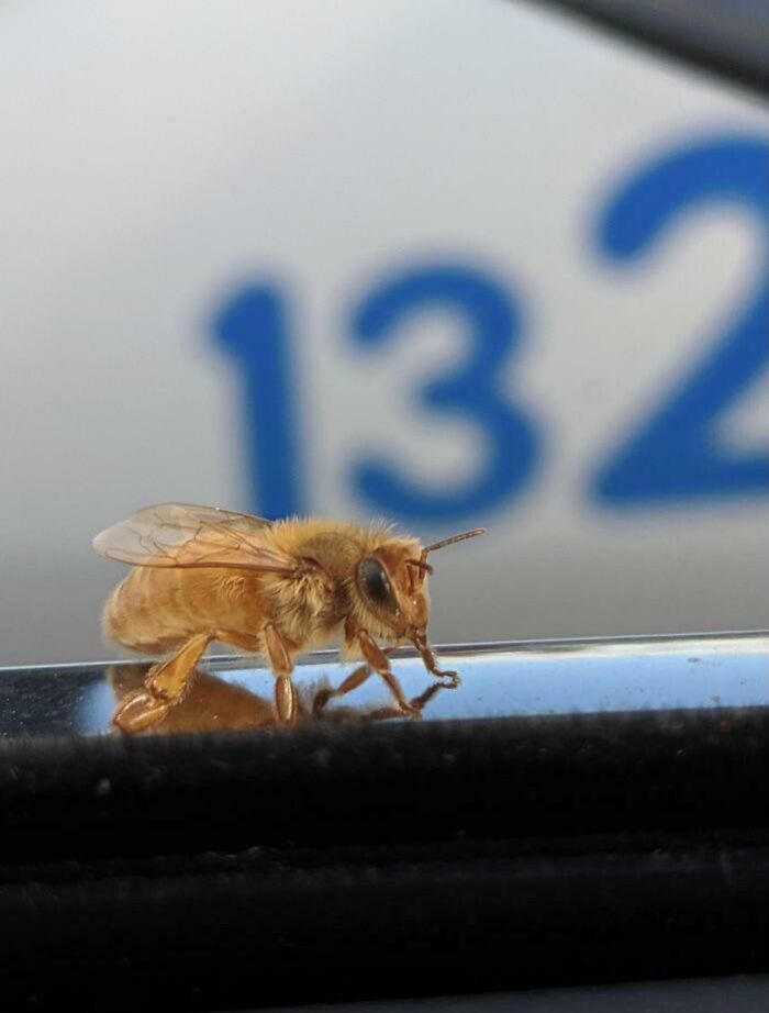Esta abeja dorada que ha aterrizado en mi coche