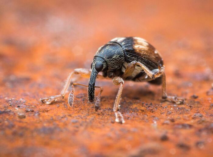 A Cute Little Weevil I Just Found In Our Garden