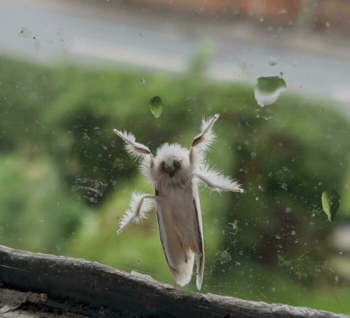 This Cute Buff Ermine Moth