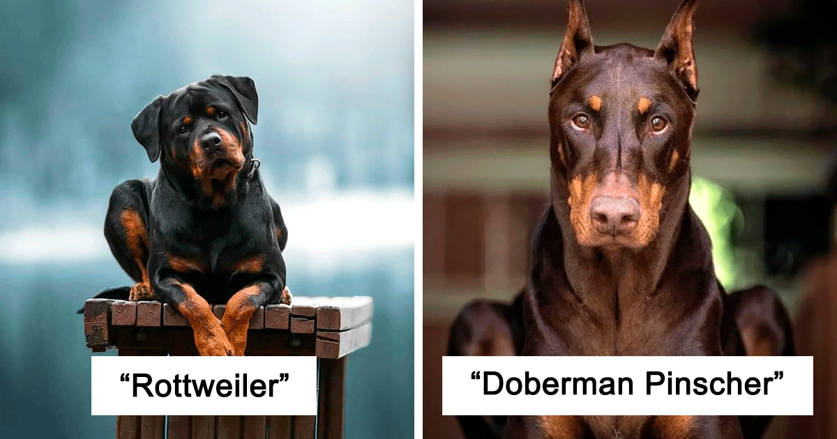 30 Of The Smartest Dog Breeds As Proved By Science | Bored Panda