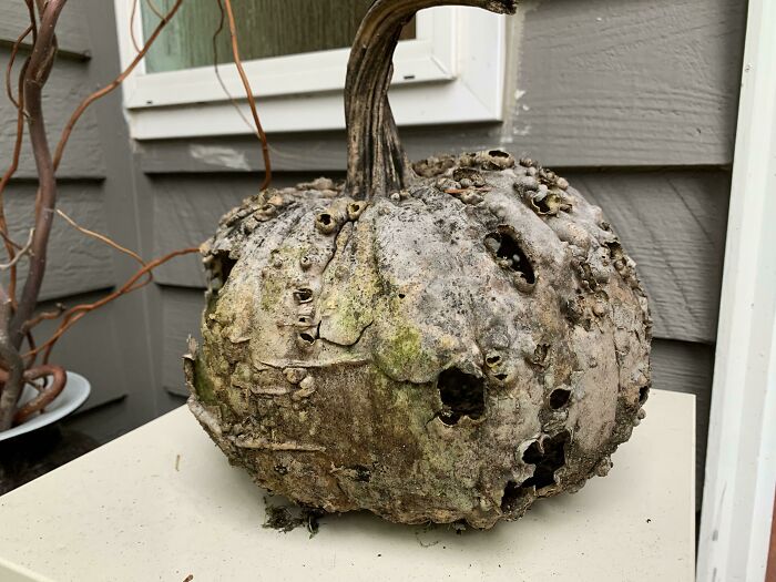 This Pumpkin Got Tossed In The Chicken Run Last November But Other Animals Ate The Insides, Leaving A Fairly Intact Shell