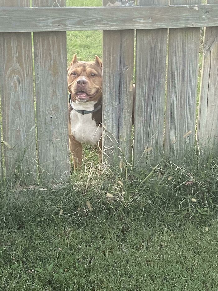 The Neighbor’s Fence Slat Fell Down A Few Months Ago But We’ve Never Cared To Fix It. Now We Get To See This Guys Smiling Face Every Day. He Never Tries To Come Over Just Watches Us When We Play