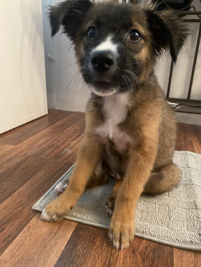 This Little Guy Welcomed Himself Into My House The Other Day, I Took Him Back Over To The Neighbors. Well, This Morning He Came Back And I Asked If I Could Buy Him And They Just Gave Him To Me Lol. If Anyone Has An Idea Of The Breed Please Let Me Know.
