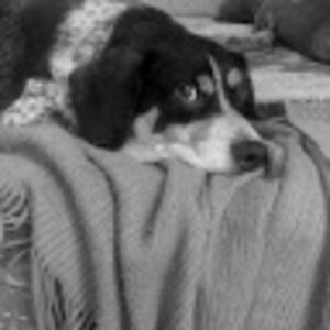 barbaramccarthy avatar