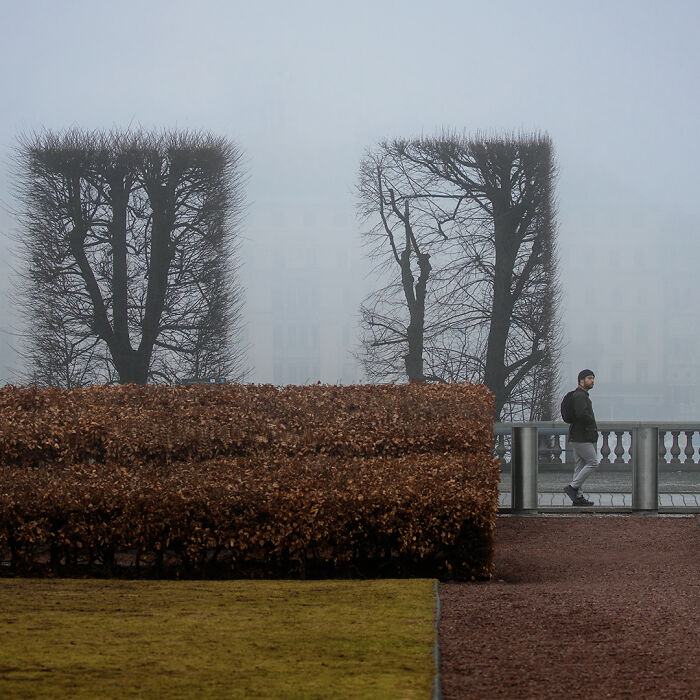 Un montón de árboles y arbustos bien recortados en la niebla, creando una composición al estilo de Mondrian