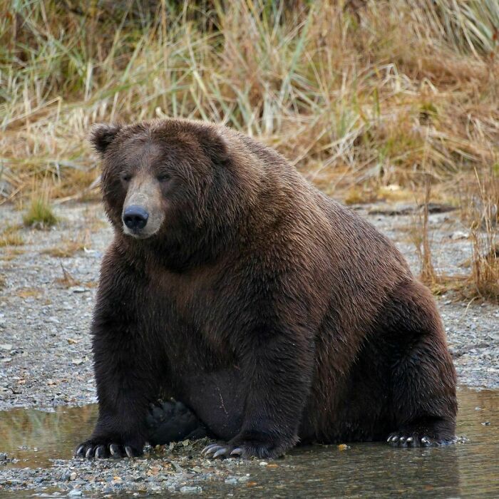 Well-Fed Bear From Katmai