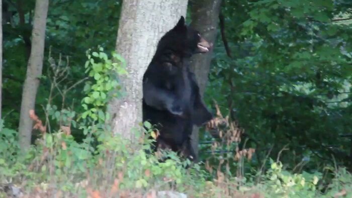Black Bear Having A Nice Scratch On A Tree In My Front Yard