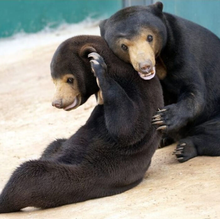Mary Is Giving A Warm Welcome To Noy, A New Rescued Sun Bear At Free The Bears Sanctuary