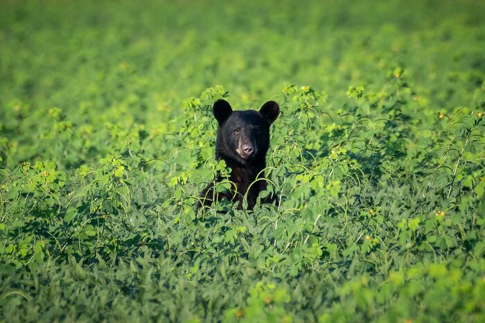 Eastern North Carolina Black Bear In A Soy Bean Field