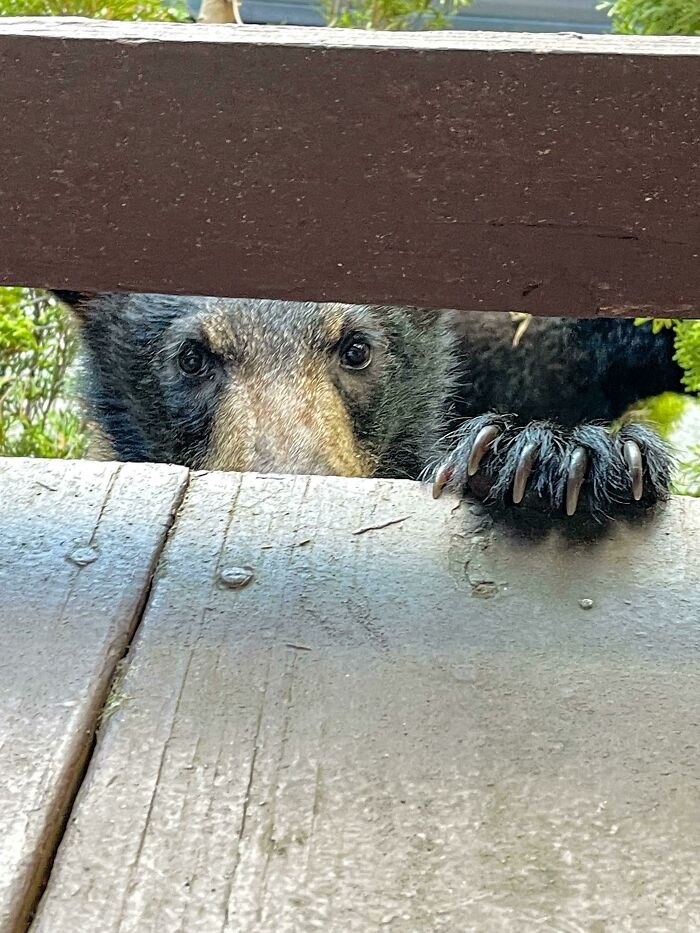 American Black Bear Cub Surprised Me While We Were Hanging Out On The Deck. Gatlinburg, Tn